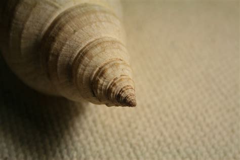 Conch Shell Free Stock Photo Public Domain Pictures