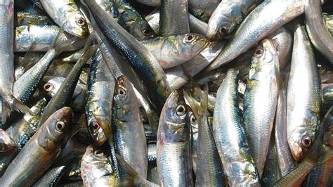 Drop In Sardine Catch Poses A Risk To Nutrition Security