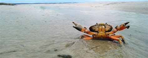 Ebbe Und Flut An Der Nordsee Mehr Als Schlick Und Schlamm