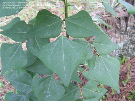 Plantfiles Pictures Erythrina Species Cardinal Spear Cherokee Bean