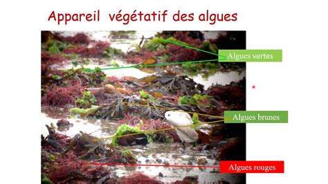 exercice corrigé sur Appareil végétatif des algues YouTube