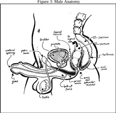 Figure 3 From The Ultimate Guide To Anal Sex For Women Semantic Scholar