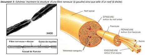 Tp22 Le Réflexe Myotatique Les Svt Avec Db