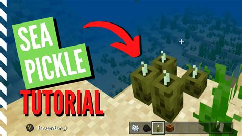 How To Grow Sea Pickles Minecraft Bedrock | Webphotos.org