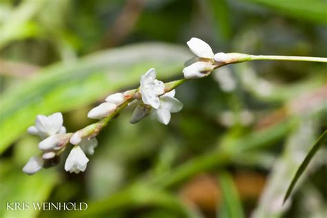 Polygonum Flowers…-- Guitarfish