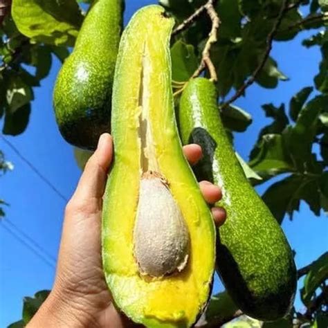 Aguacate Pinkerton Produccion 6 Meses Envío gratis