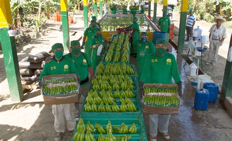 Sullana capacitarán a productores bananeros del distrito de