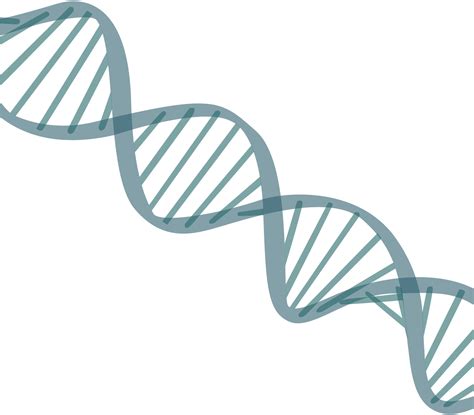 DNA Structure PNG Image HD | PNG All