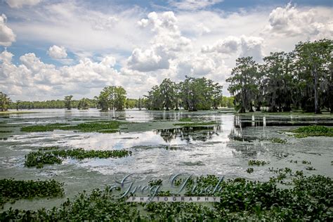 Lake Martin Louisiana Swamp – Greg Disch Photography