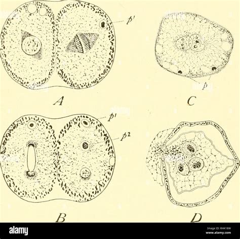 The Biology Of The Protozoa Protozoa Protozoa 308 Biology Of The Protozoa In The Protoplasm