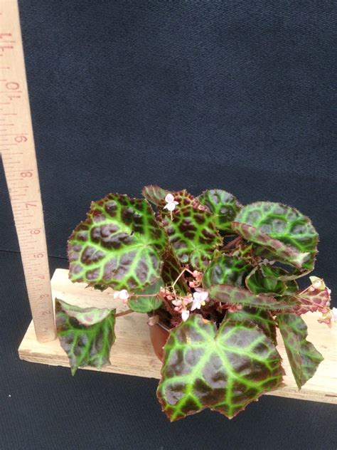 Begonia Rajah Rare Terrarium Begonia — Arena