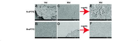 Scanning Electron Microscopy Showing The Morphology Of Unmodified