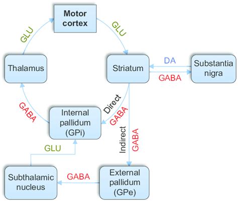 Direct Pathway Basal Ganglia