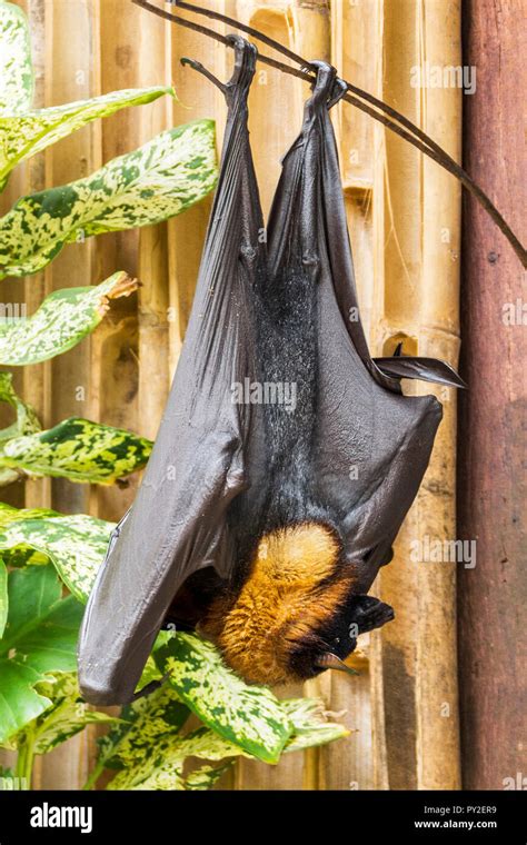 Giant Flying Fox Bat