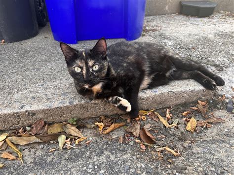 Found Calico Cat Tortie West Side Rprovidence