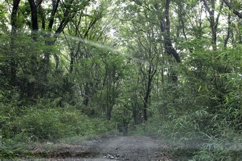 Ghibli-esque Herbal House, a shabby chic open garden ⋆ Saitama