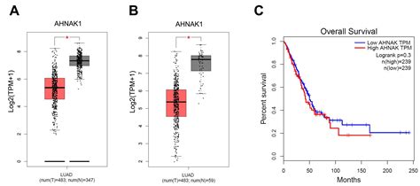 Down Regulation Of AHNAK2 Inhibits Cell Proliferation Migration And