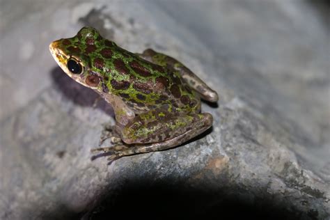 花臭蛙：五峰后河国家级自然保护区 中国自然保护区生物标本资源共享平台