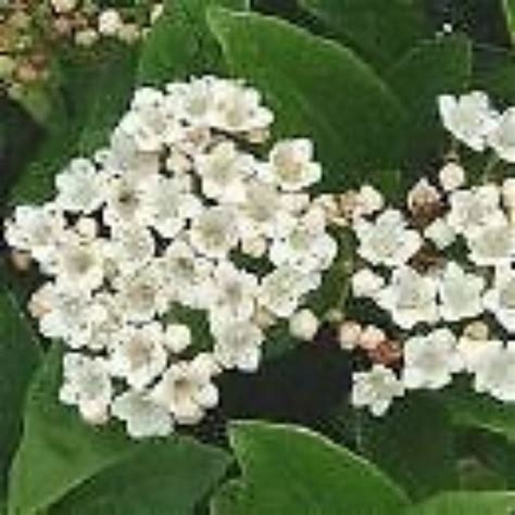 10 Viburnum Tinus Evergreen Shrub Seeds For Planting | seedsplantworld ...