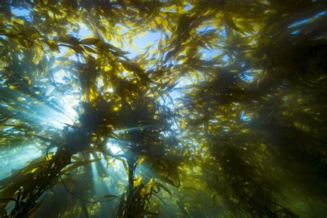 Sunlight Streaming Through A Forest Of Giant Kelp Macrocystis Pyrifera