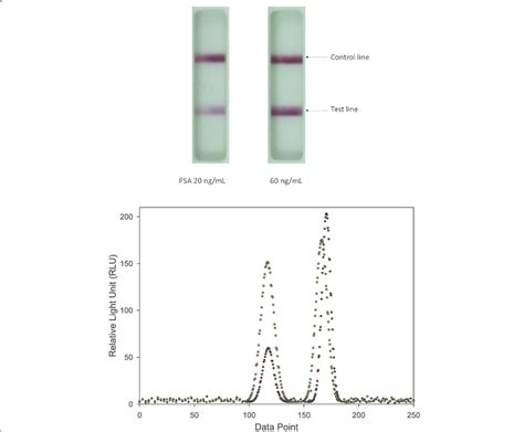 The Image Of Gold Immunochromatographic Assay Gica Strip And The Download Scientific Diagram