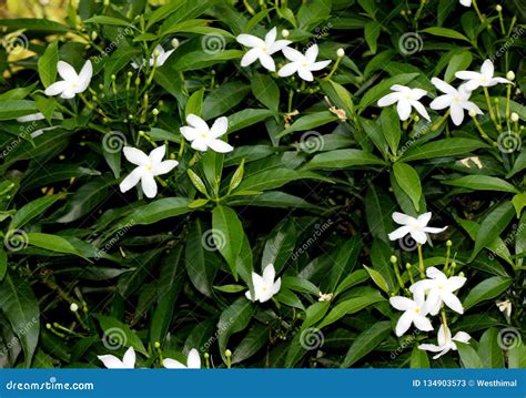 Pinwheel Flower Or Crape Jasmine Royalty-Free Stock Photography ...