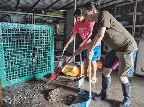 狗場150犬游一晚泥水 信芯園風後播種再被毁 20230909 要聞 每日明報 明報新聞網