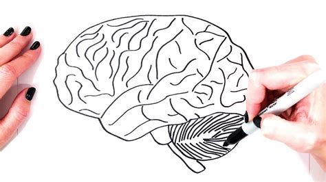 How To Draw A Brain Step By Step Realistic Brain Drawing Drawing