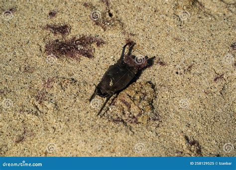 Stingray Shark Egg on Atlantic Ocean Shore Stock Image - Image of naevus, bundle: 258129525