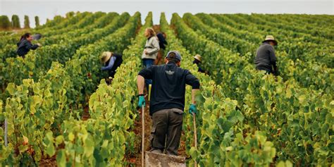 La P Nurie De Main D Uvre Touche Aussi Les Vignerons