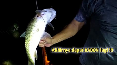 Akhirnya Dapat Babon Lagi Nembak Mahseer Dan Sidat Malam Hari YouTube