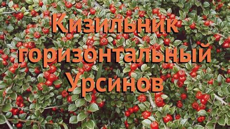 Кизильник горизонтальный Урсинов (ursynow) 🌿 обзор: как сажать, саженцы ...