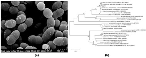 Microorganisms Free Full Text Immunostimulatory Activity Of