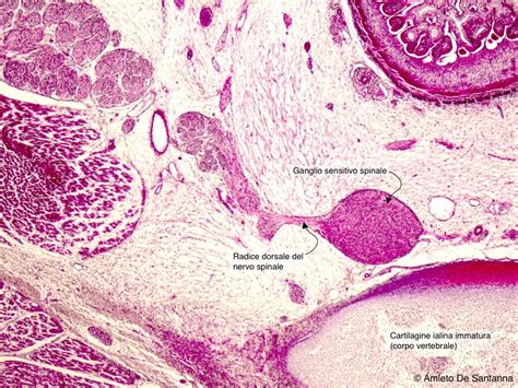 Tessuto Nervoso Le Caratteristiche Principali Microbiologia Italia