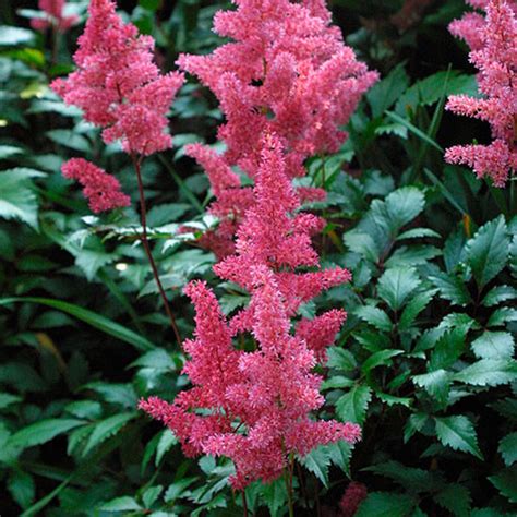 Astilbe Chinensis Var Pumila Finegardening