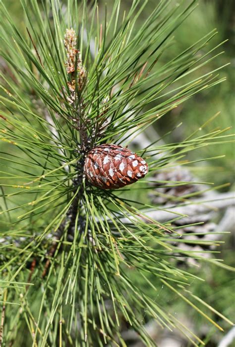 Pinus Brutia Flora Pinaceae