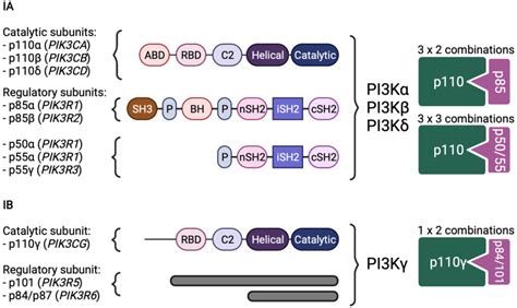 PRINCIPLES OF PI3K BIOLOGY AND ITS ROLE IN LYMPHOMA Targeting