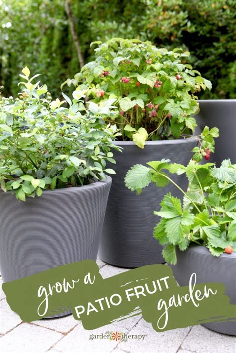 A Patio Fruit Garden is a Sweet and Pretty Summer Treat! - Garden Therapy