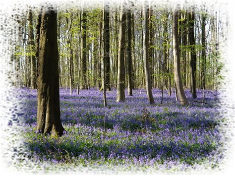 Les jacinthes du bois de la Houssière HAC