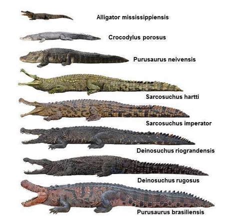 Evolu O Crocodilos