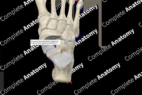 Dorsal Calcaneocuboid Ligament Complete Anatomy