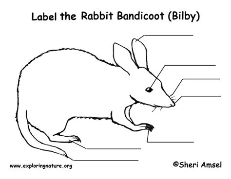 Bandicoot Labeling Page