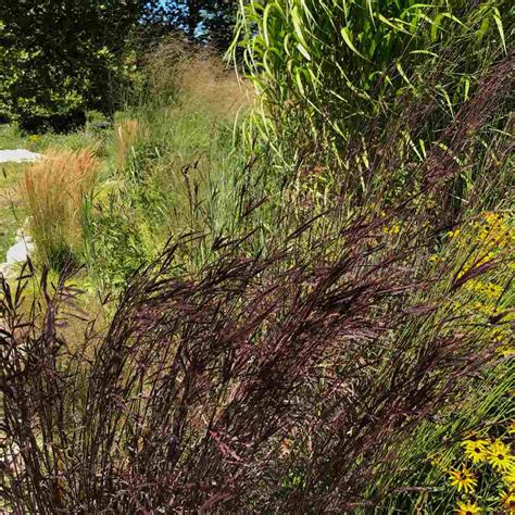 Big Bluestem Blackhawks Andropogon Gerardii Blackhawks