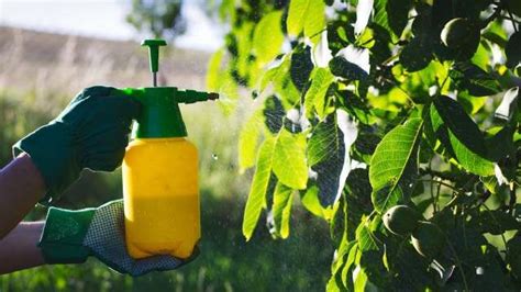 El Arte De Cultivar Uso Y Beneficios Del Cobre En Rboles Frutales Fiapa