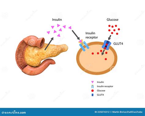 Insulina Regula El Metabolismo Y Es La Clave Que Desbloquea La