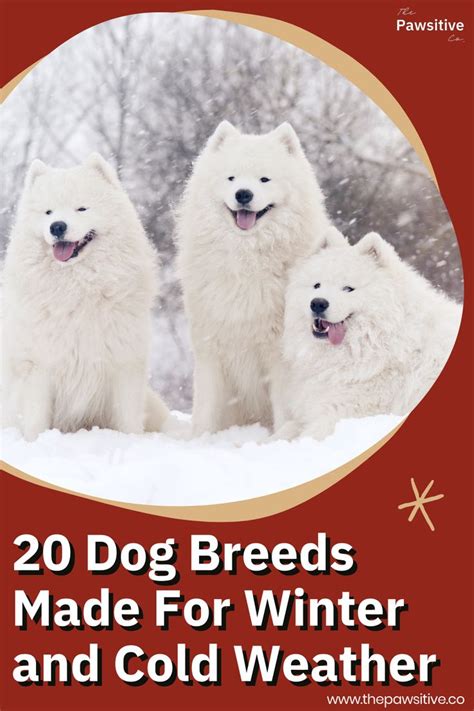 20 Dog Breeds Made For Winter and Cold Weather | Cold weather dog ...