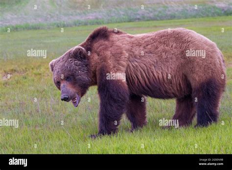 Alaska Peninsula Brown Bear or Coastal Brown Bear Stock Photo - Alamy