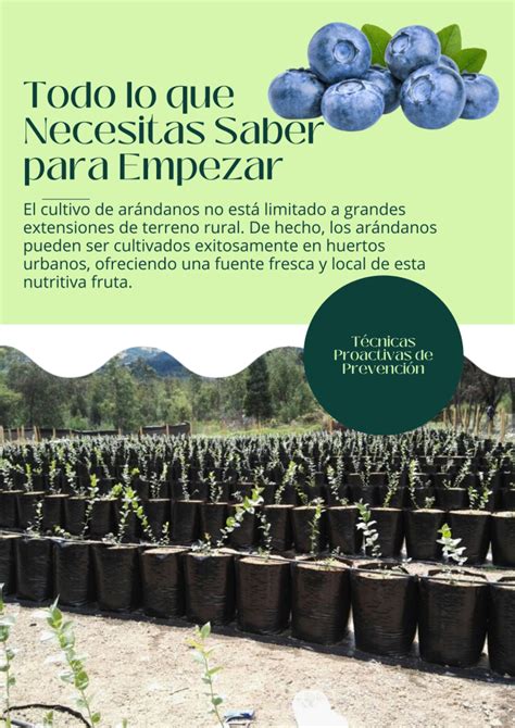 Guía Completa de Cultivo de Arándanos Ecos del Bosque