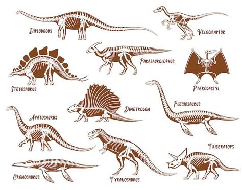 Conjunto De Esqueleto De Dinosaurios Free Vector Freepik Freevector