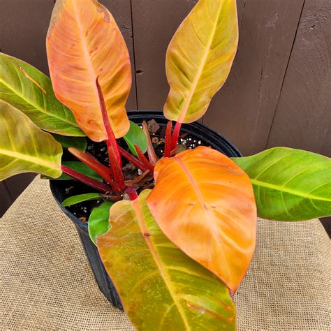 How To Grow Amazing Orange Houseplants